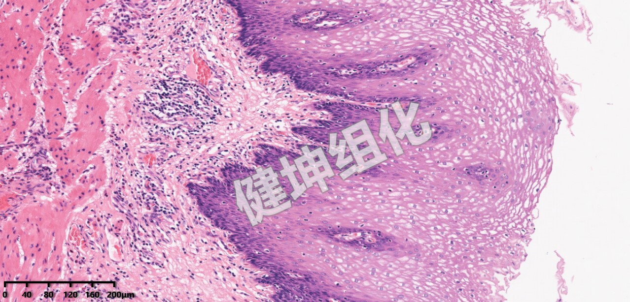 HE与特殊染色样片缩略图2