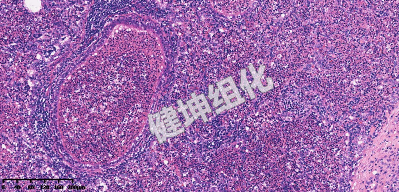 HE与特殊染色样片缩略图11