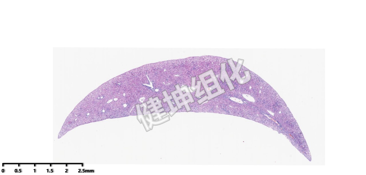 HE与特殊染色样片缩略图16